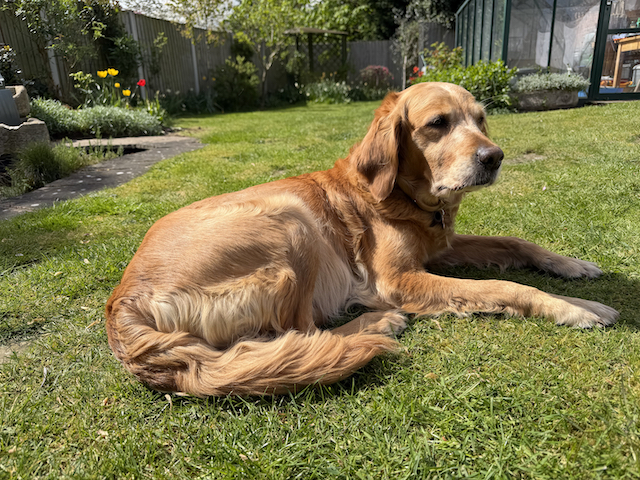 Willow looking across the garden